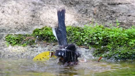 White-rumped-Shama-bathing-in-the-forest-during-a-hot-day,-Copsychus-malabaricus,-in-Slow-Motion