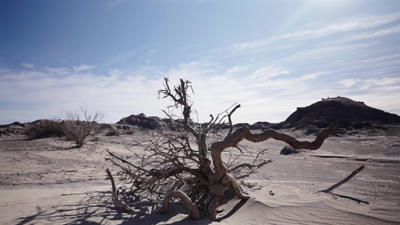 Un ramo d'albero contorto e morto giace sul terreno arido e sabbioso del Parco Provinciale di Ischigualasto in Argentina. Colline scure e rocciose si ergono sullo sfondo arido sotto un cielo blu.