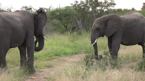 young elephants hold branch with tusks playing tug of war back and forth on dirt road