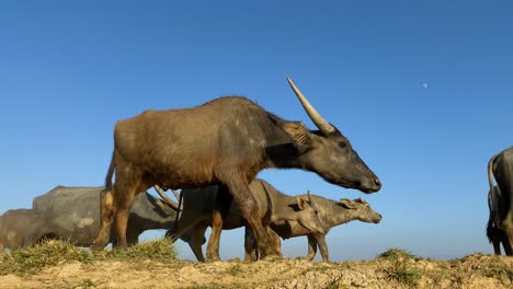 A-Herd-of-tired-water-buffaloes-marching-in-hot-sun-seeking-for-water