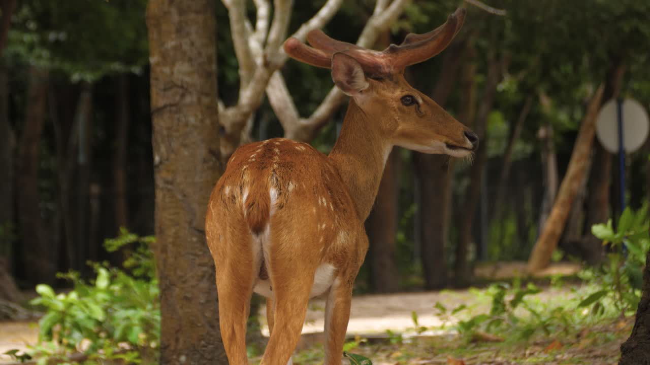 Chital Axis Spotted deer wildlife wild animal inside woodland natural habitat