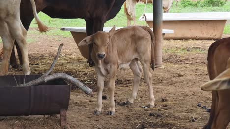 calf with cows