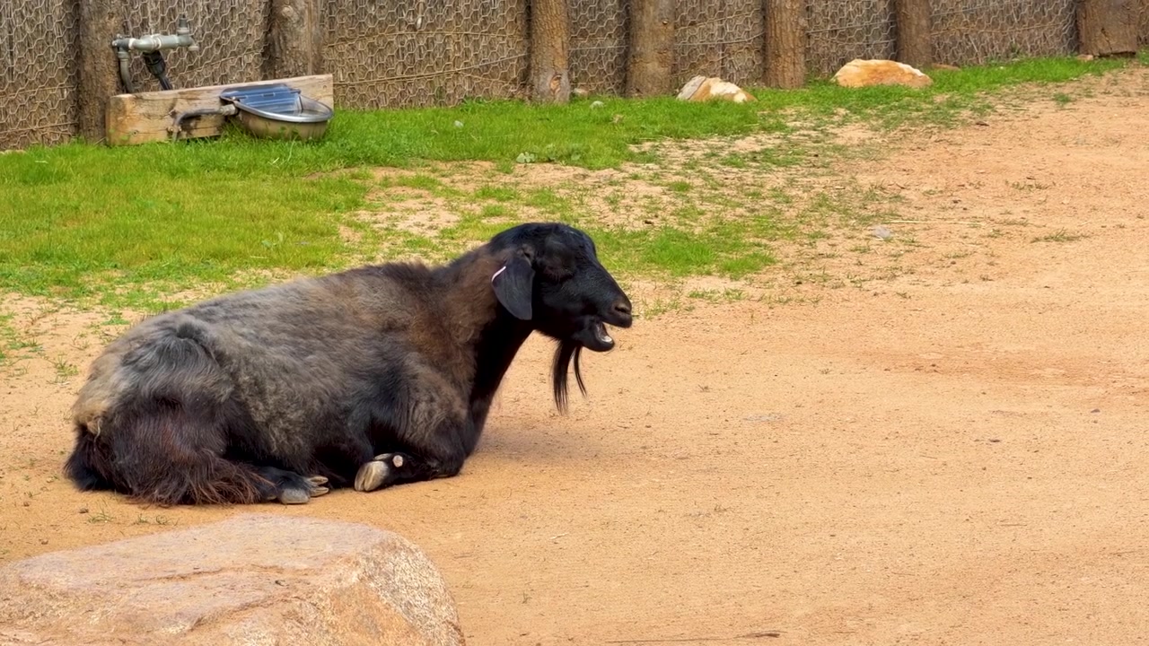 A black goat sits calmly on dirt ground in a sunny outdoor farm enclosure.