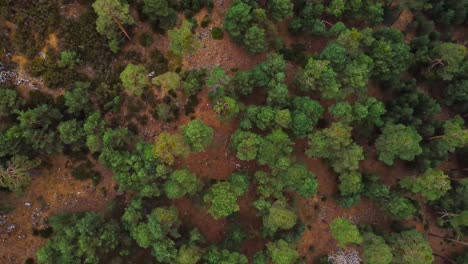 Grüne-Bäume-Im-Wald