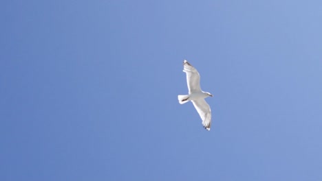 seagull flying in a blue sky