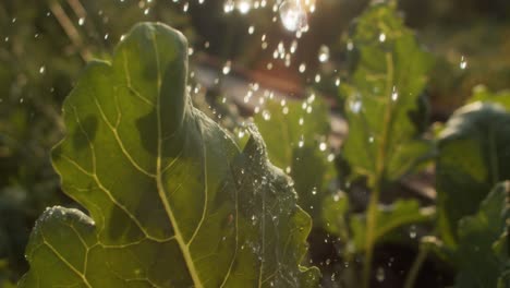 Blick-Auf-Den-Garten-Und-Gießen-Der-Pflanzen-Im-Sommer