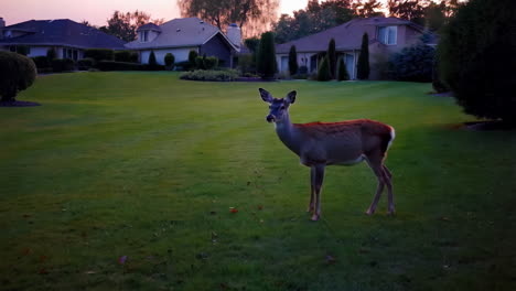 deer in a suburban backyard at sunset