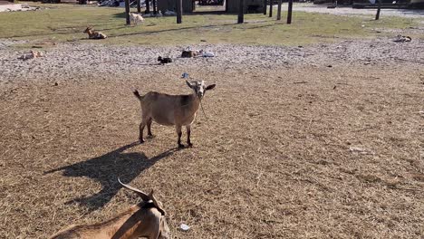 Goats-in-dusty-field-chewing-on-stick