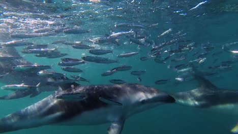 Primer-Plano-De-Un-Grupo-De-Delfines-Alimentando-Peces-Bajo-El-Agua-Tiro-Lento