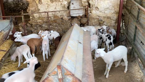 Small-lambs,-baby-animals-at-a-farm-in-Spain,-farm-to-table,-ecological-farming,-unique-dalmatian-sheepskin,-4K-static-shot