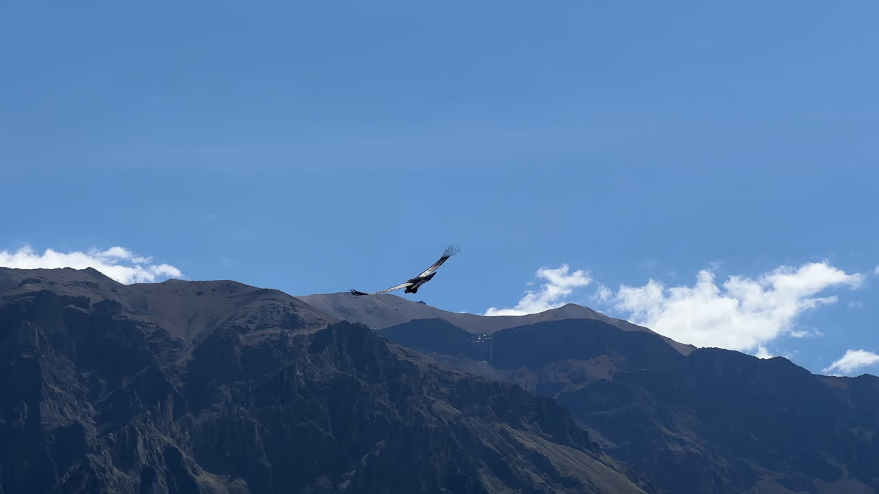 Video shot with a phone near Colca Canyon Peru South America of a giant flying Condor above in the blue sky with the mountains in the back