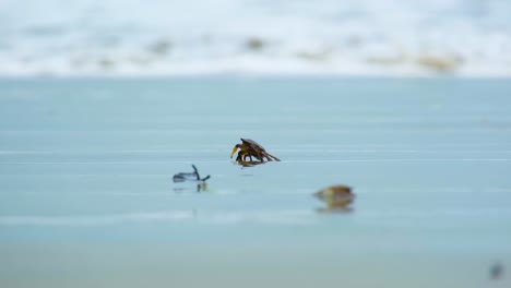 cangrejo en la playa llevado por una ola