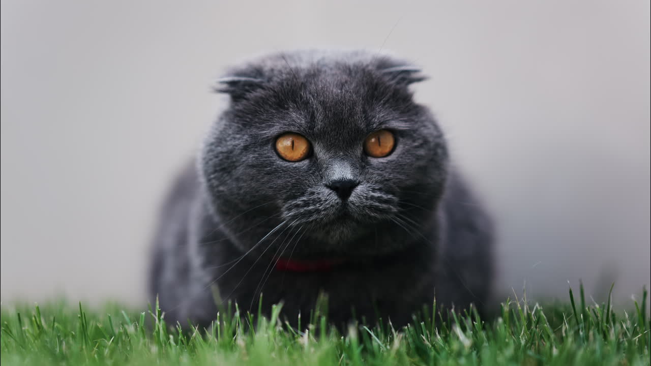 Close up of a Scottish Fold cat with orange eyes and a red collar resting on the green grass in a garden