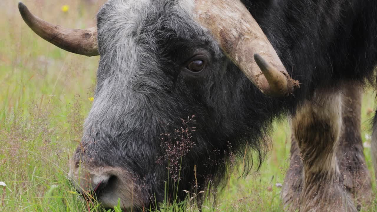 retrato en primer plano de un buey de almizcle pastando en un campo