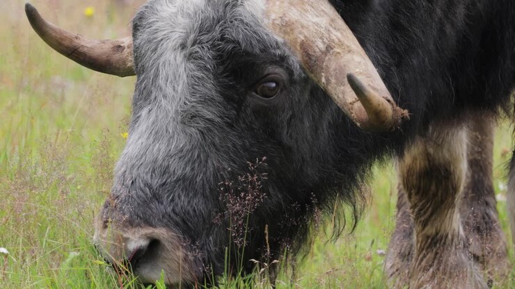 Ritratto ravvicinato di un bue muschiato che pascola in un campo