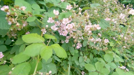 慢慢地向山脈的粉紅色黑<unk>花開在灌木上