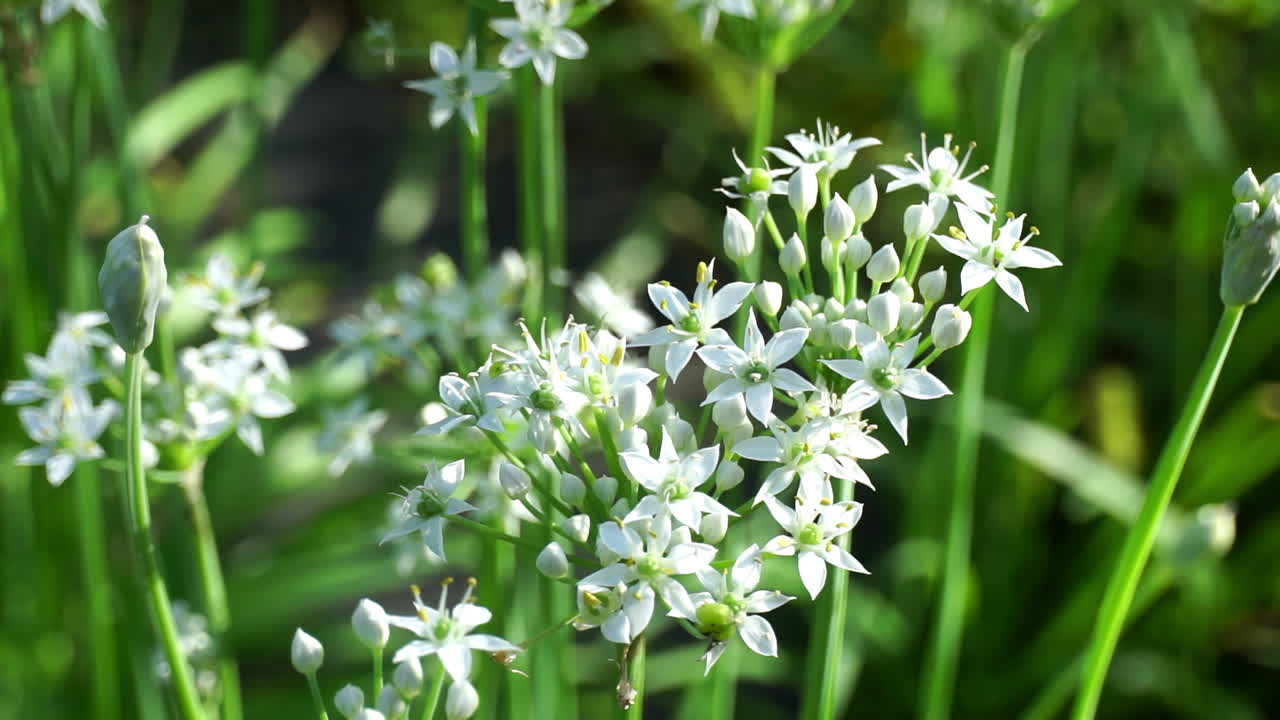 цветы белой сирени мягко колышутся на ветру