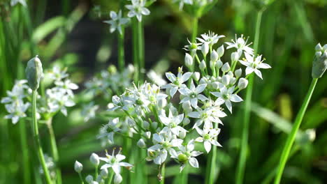 white chive blossoms gently sway in breeze