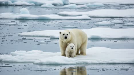 a heartwarming moment of a polar bear and her cub navigating the icy wilderness, capturing the bond and struggles of wildlife in a melting habitat
