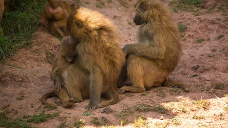 Baboons-in-nature-setting