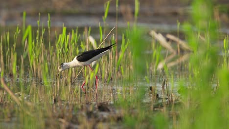 A-black-winged-stilt-wading-through-a-shallow-marsh-in-a-serene,-green-wetland-environment