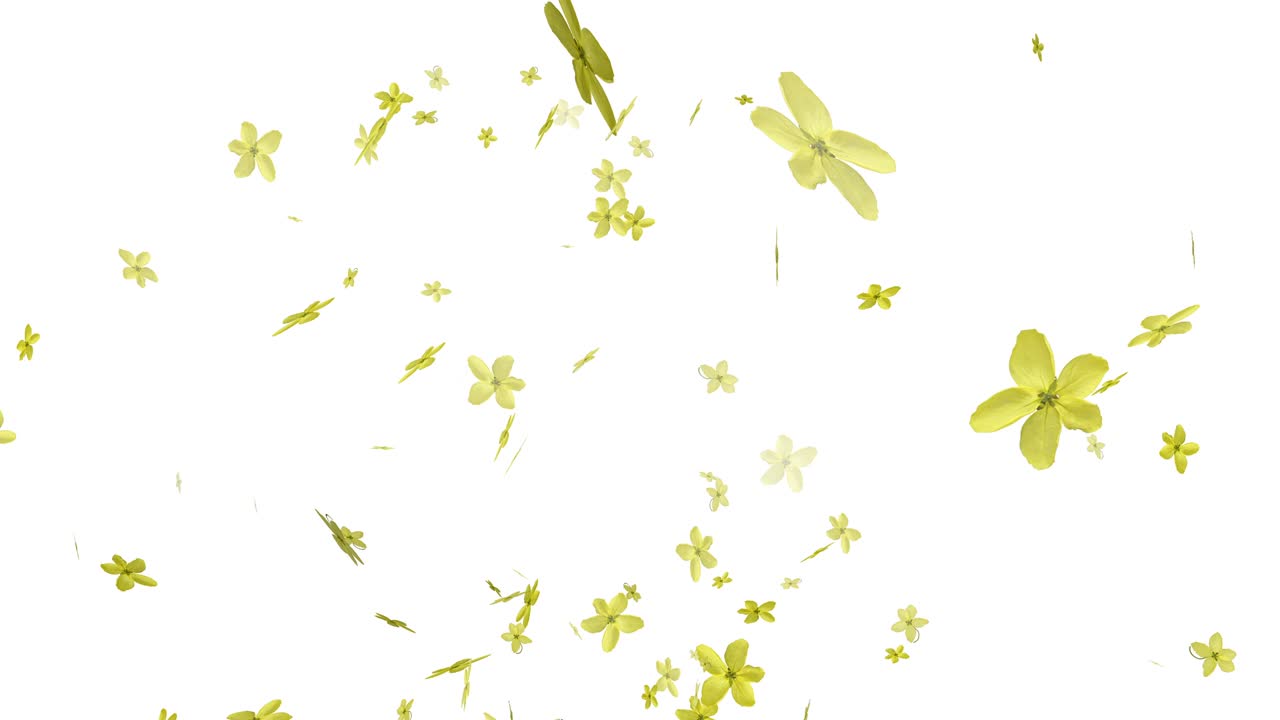 Yellow petals of the golden rain tree flowers (Cassia fistula) are falling to the ground. Yellow flower petal 3D animation background. White background petal animation video.