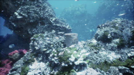 arrecife de coral submarino con artefacto antiguo