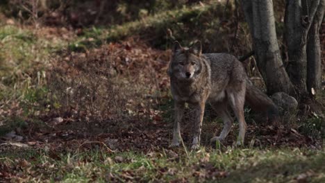 coyote looks at you from forest scene slomo