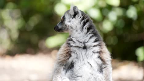 sentada masculina de lémur de cola anillada en el suelo del bosque de madagascar