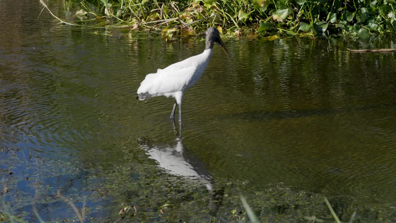 Wood Stork in a Florida Wetland