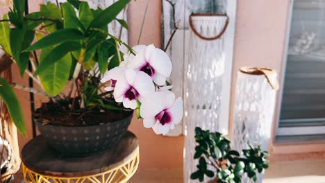 beautiful orchid plant with boho decor