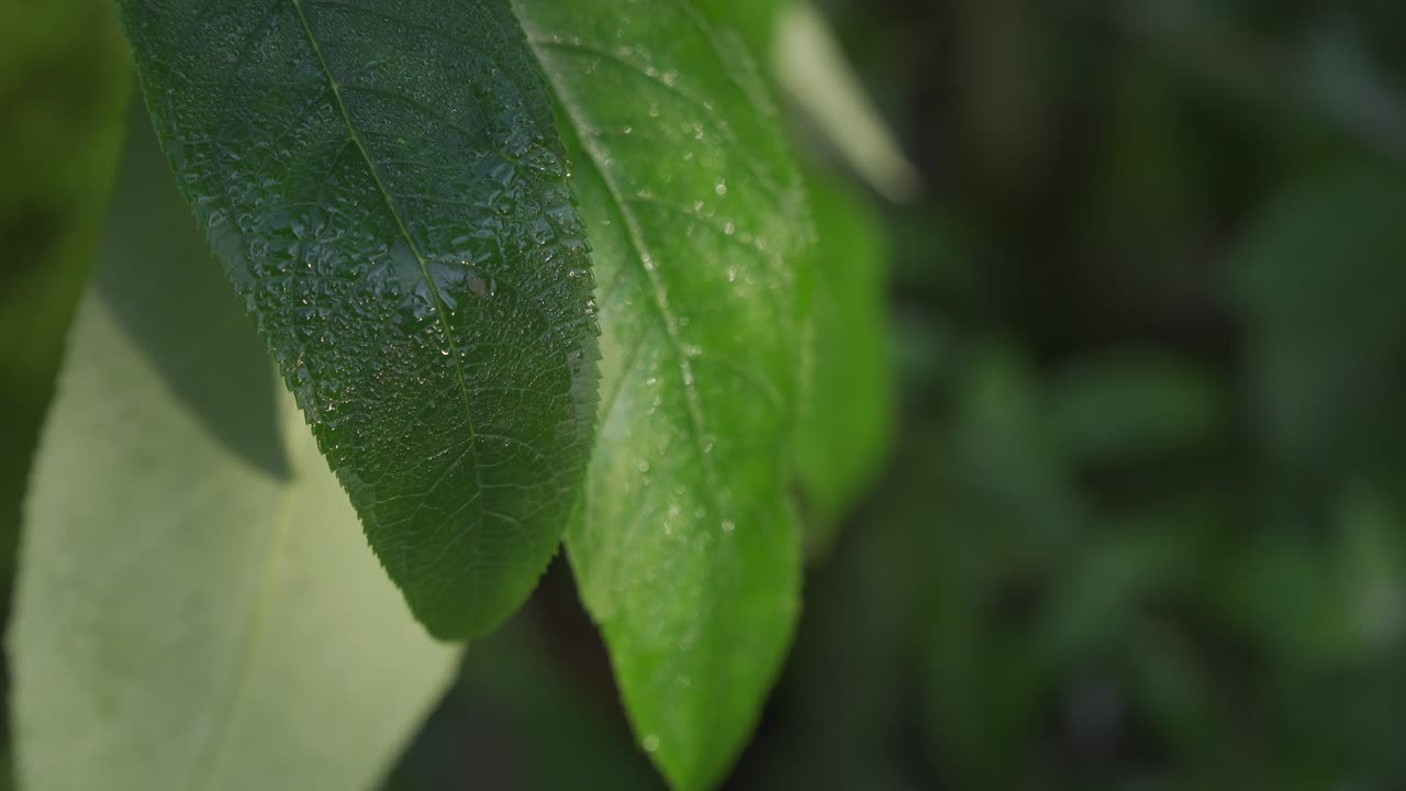 Green sunlit tropical leave