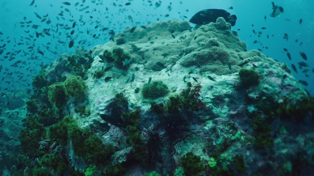 Thriving Underwater Coral Reef with Schooling Fish and Sea Urchin