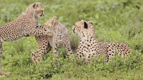 funny baby animals shot of cheetah cubs playing with mother in tanzania in africa, serengeti national park african wildlife on safari animals game drive being playful with rough and tumble