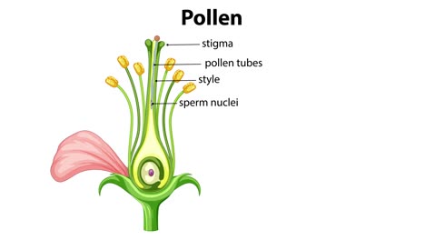 animation of pollen fertilization and seed development