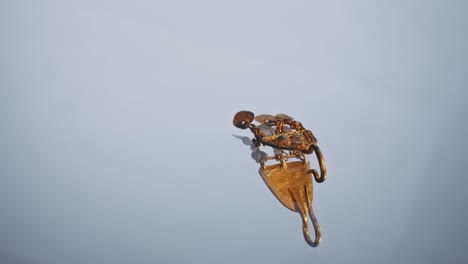 gold earring of a scythian priestess 2000 years old, an old earring, spinning wheel, found during excavations. vintage jewelry. religion. close-up