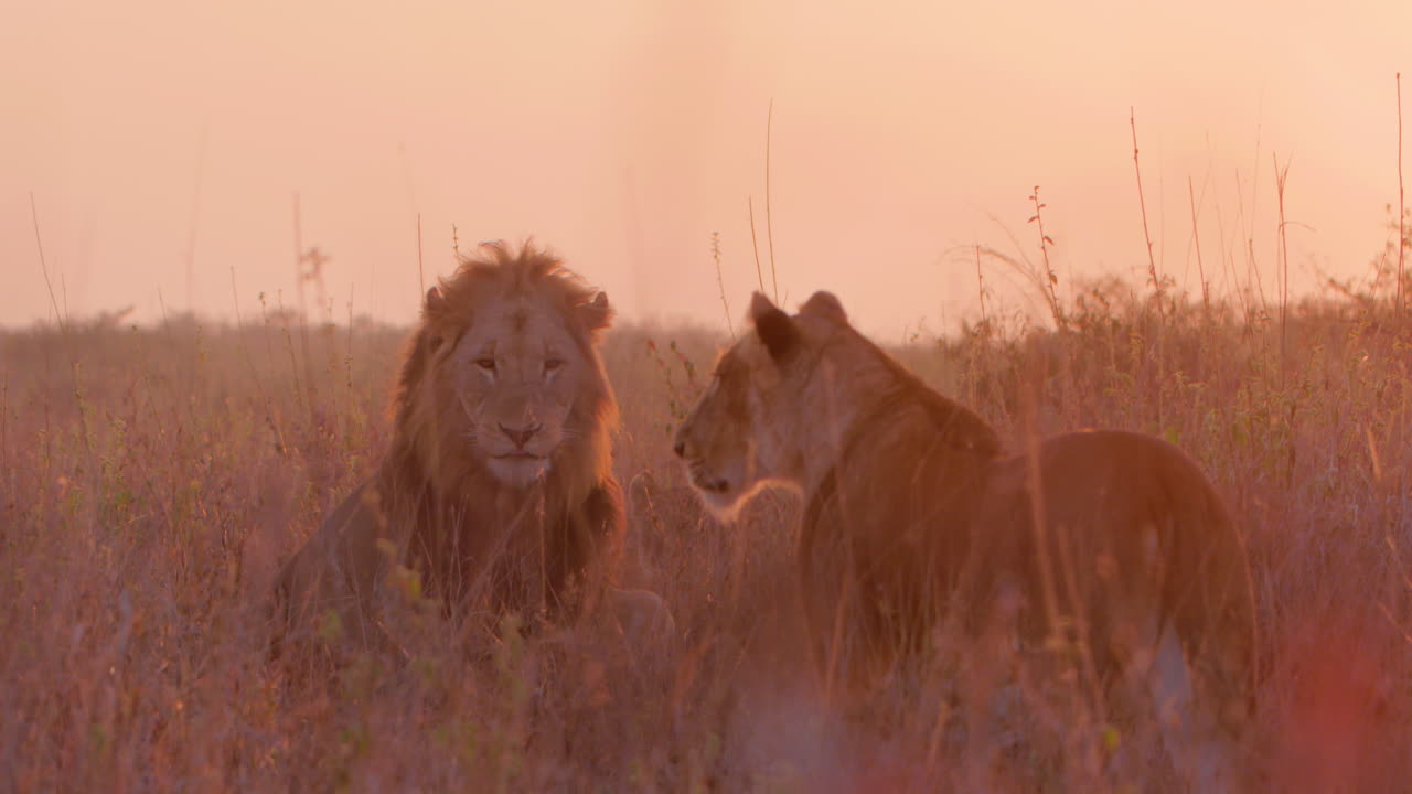 Inquadratura ampia di una leonessa che cammina verso un maschio che riposa nella savana dorata.