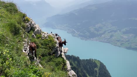 three brown goats standing on a cliff on a huge mountain in switzerland