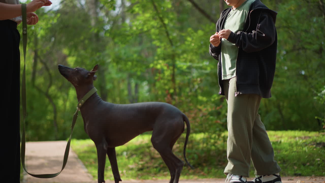 Obedience Exercise In Nature, Training Session Showing Disciplined Dog Behavior In Forest Environment, Demonstration Of Controlled Dog Obedience Amid Lush Shaded Greenery With Clear Signals