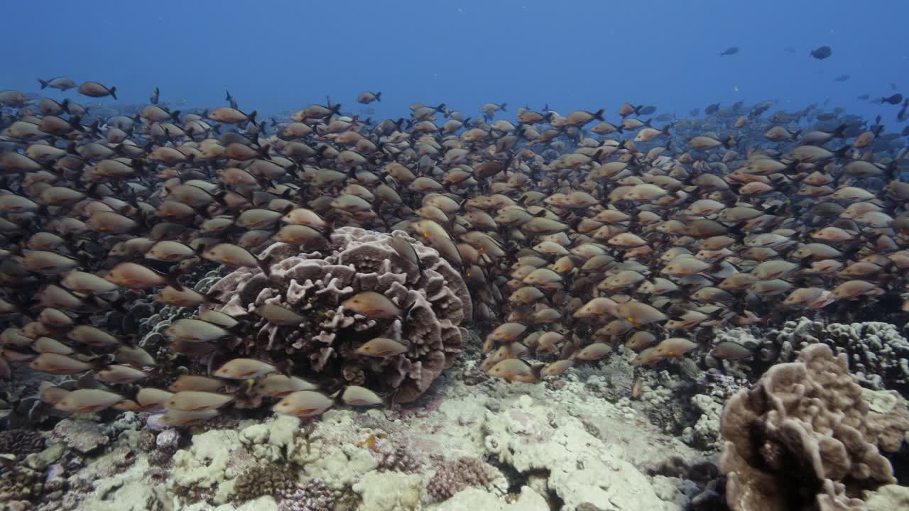 gran escuela de pargo de cola roja que se mueve en aguas claras sobre un arrecife de coral tropical, archipiélago de tuamotu, polinesia francesa, pacífico sur