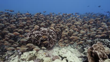 large school of red paddletail snapper moving in clear water over a tropical coral reef, tuamotu archipelago, french polynesia, south pacific