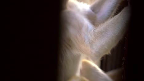 monkey climbing a wall