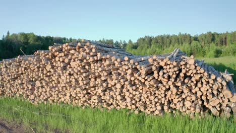 cut logs of birch on the green meadow in the forest