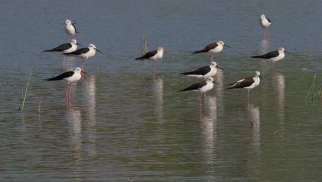 a flock resting at a wetland and then an individual preens and shakes its body at the background, black-winged stilt himantopus himantopus thailand