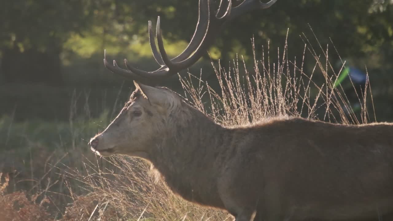 primer plano tiro de seguimiento de perfil de ciervo en richmond park con ciclista en cámara lenta de fondo