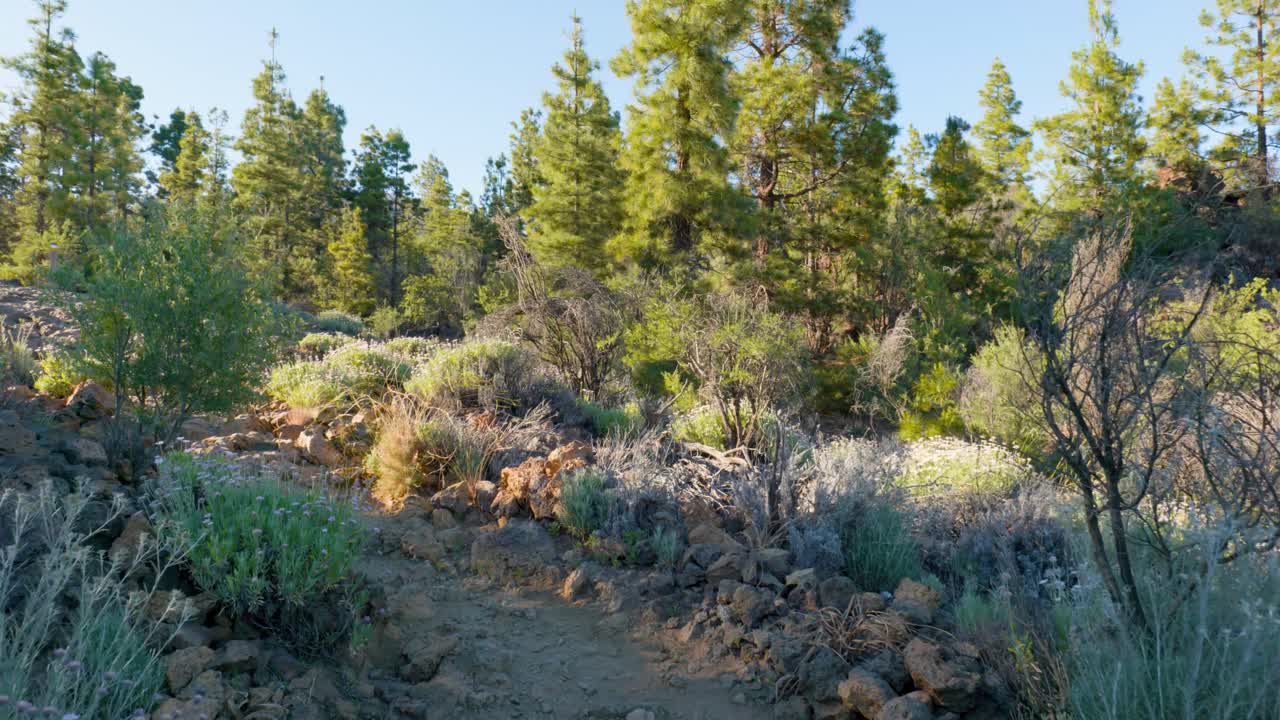 caminando por un camino rocoso en un bosque de pinos durante un día soleado pov
