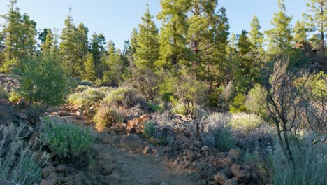 Walking-through-a-rocky-path-in-a-pine-forest-during-a-sunny-day-POV