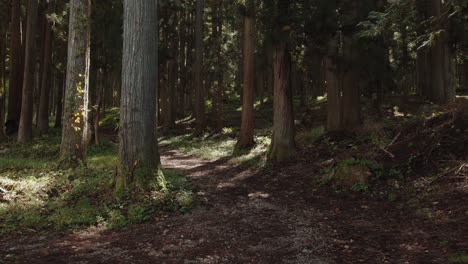 Bosque-De-Shirakawa---Gifu,-Japón