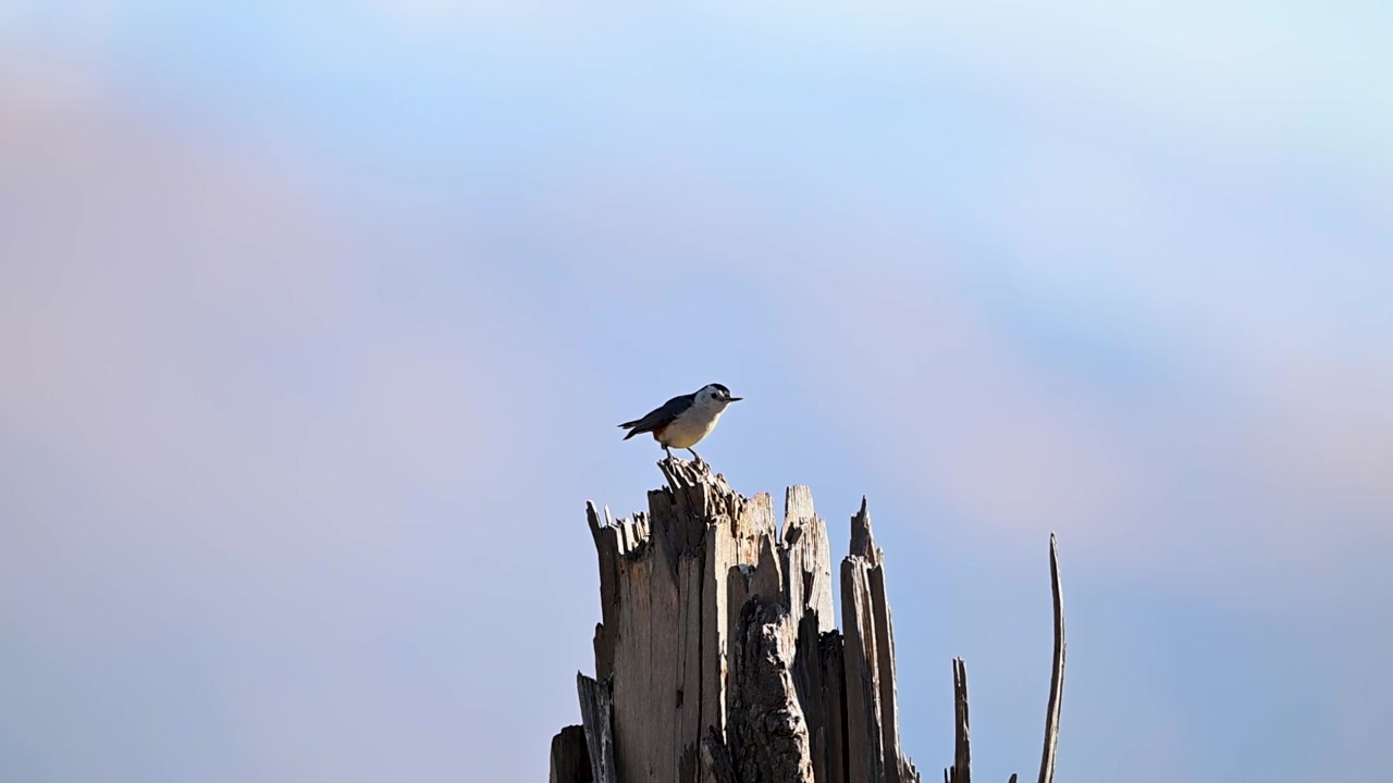 White cheeked nuthatch moves along dry tree showing agility balance and alert arboreal behavior
