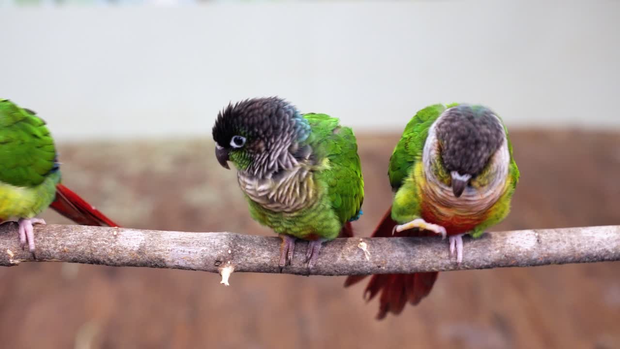 Trio of green-cheeked conures sitting on a wooden branch with soft focus background, showing colorful green, red and grey feathers in an indoor petting zoo setting